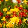 Bulbos Freesias precio barato - Final de temporada