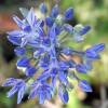 Ajo decorativo azul - Allium Caeruleum Azureum