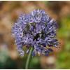 Ajo decorativo azul - Allium Caeruleum Azureum