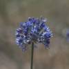 Ajo decorativo azul - Allium Caeruleum Azureum