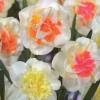 Narciso doble Bloss