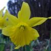 Narciso trompeta amarillo