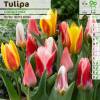 Tulipán en mezcla Greigii