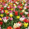 Tulipn flores de lys en mezcla