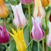 Tulipn flores de lys en mezcla