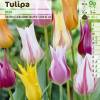 Tulipn flores de lys en mezcla