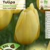 Tulipn Darwin 'Golden Parade'