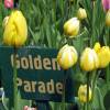 Tulipn Darwin 'Golden Parade'