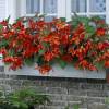 Begonia Bertinii naranja-rojo