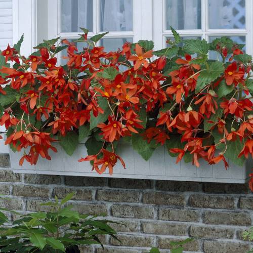 Begonia naranja-rojo venta Begonia Bertinii /