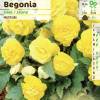 Begonia Multiflora Amarillo