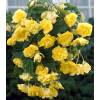 Begonia Colgante Amarillo