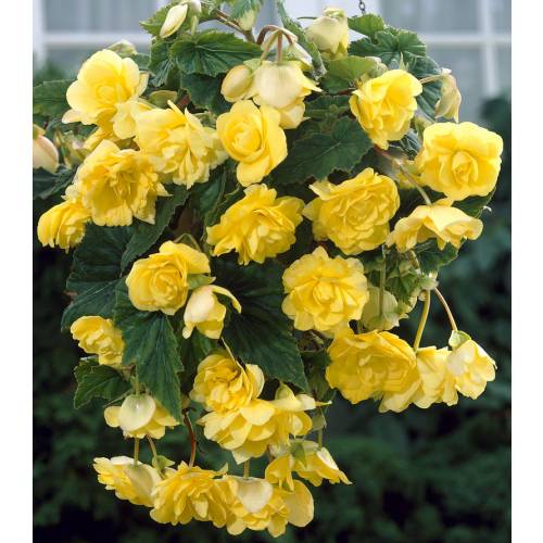 Coro Paine Gillic occidental Begonia Colgante Amarillo : venta Begonia Colgante Amarillo /