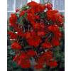 Begonia Colgante Rojo