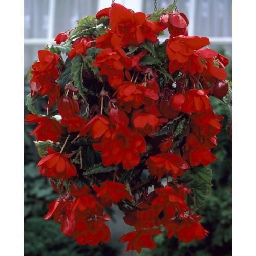Begonia Colgante Rojo : venta Begonia Colgante Rojo /
