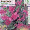 Begonia Colgante Rosa