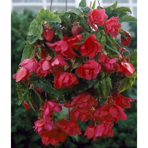 Begonia Colgante Rosa : venta Begonia Colgante Rosa /