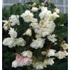 Begonia Colgante Blanco