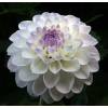 Dalia Ball 'Eveline'