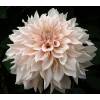 Dalia Flores Grandes Decorativa 'Caf au lait'