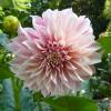 Dalia Flores Grandes Decorativa 'Caf au lait'