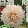 Dalia Flores Grandes Decorativa 'Caf au lait'