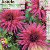 Dalia Enana Cactus Malva