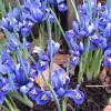 Iris reticulata