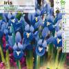 Iris reticulata