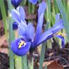 Iris reticulata