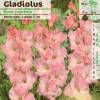 Gladiolo 'Rose supreme'