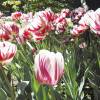 Tulipn doble tardo 'Carnaval de Nice'