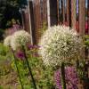 Ajo decorativo stipitatum 'Mount Everest'