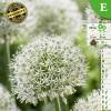 Ajo decorativo stipitatum 'Mount Everest'
