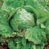 Lechuga Batavia rubia con bordes rojos