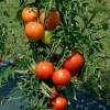 Tomate 'Rose de berne'