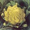 Romanesco raza 'Campidoglio'