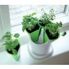 Maceta para plantas aromticas - Verde y blanco