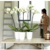 Brussels Orchid High D.12 cm - Blanco - Elho