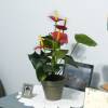 Planta Artificial - Anthurium Rojo - MICA