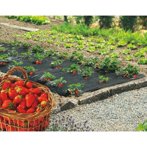 Acolchado especial fresas 50 micras – 1m40 x 50m