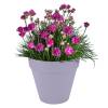 Loft Urban Round  D.30 A.26  Lila Lavanda  Elho