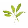 Cpsula listas-para-cultivar - Salvia - Tregren