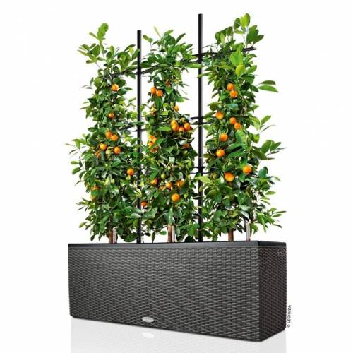 Traliccio Per Piante LECHUZA TRIO Cottage 40 Nero | Con Sistema Di Irrigazione, 3 Inserti, 113x170 Cm