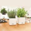 CUBE Color 16 cm - Blanco - LECHUZA