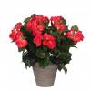 Planta Artificial - Begonia Rosa - MICA