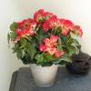 Planta Artificial - Begonia Rosa - MICA