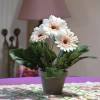 Planta Artificial - Gerbera Crema - MICA