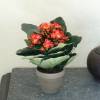 Planta Artificial - Kalanchoe Naranja - MICA