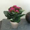 Planta Artificial - Kalanchoe Violeta - MICA